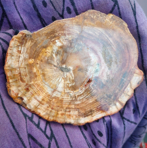 Petrified Wood