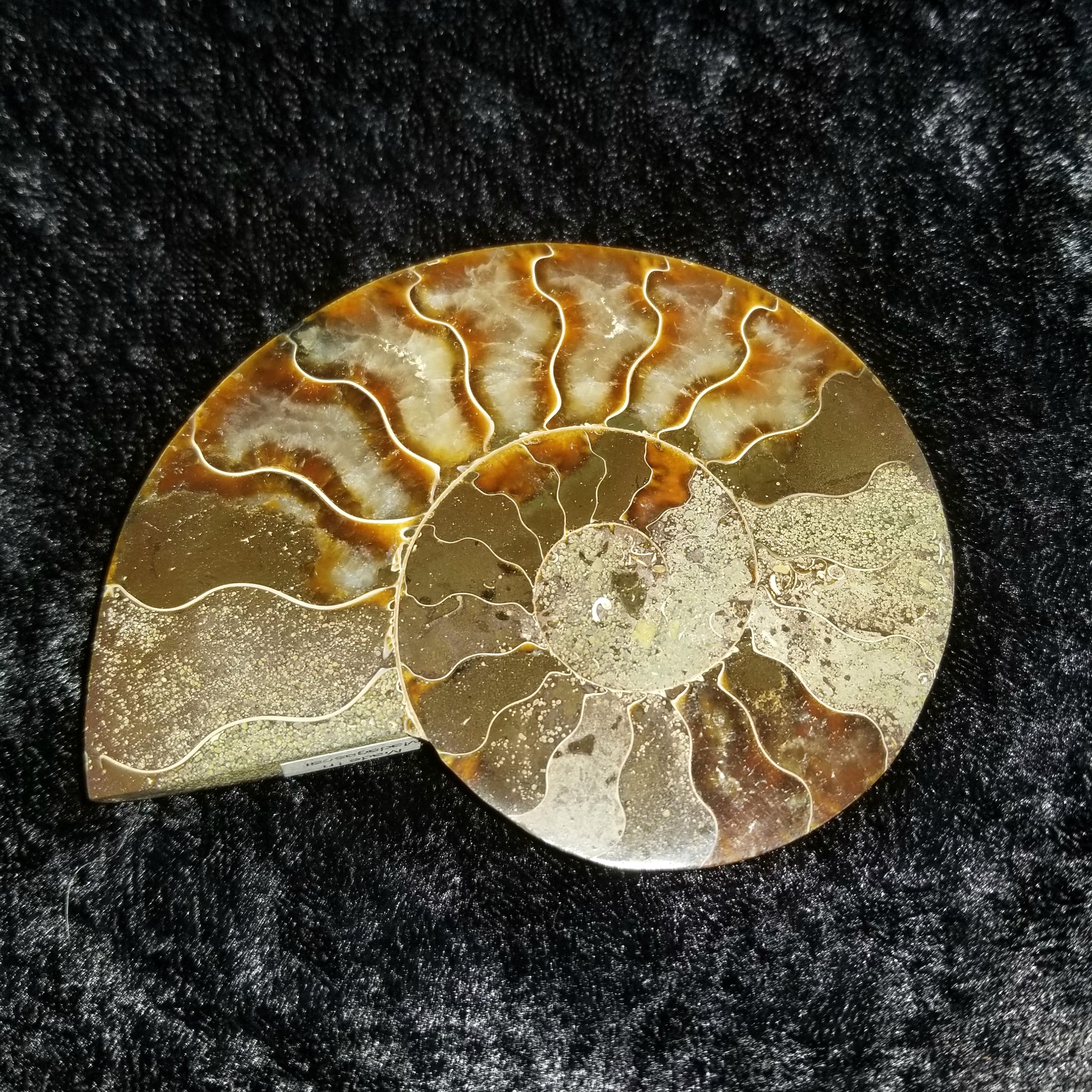 Ammonite Half