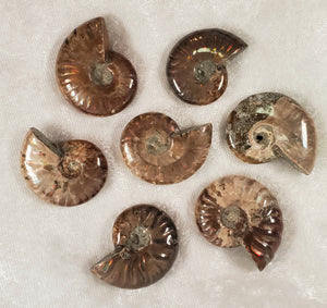 Full ammonites